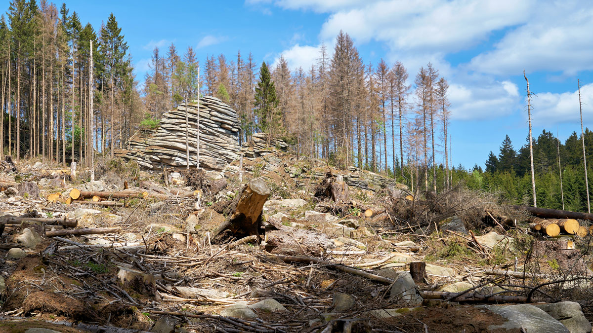 Lectures for Future Scientists for Future Abgestorbener Wald Klimawandel