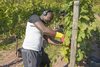 20161011 Weinlese sheilawerner 18