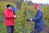 20151019 Weinlese sn 14