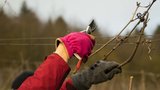 Rebschnitt im Uniweinberg Trier, Gut Avelsbach