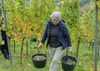 Weinlese 14