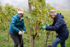 20151019 Weinlese sn 26