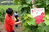 Kursteilnehmer bei der Laubarbeit