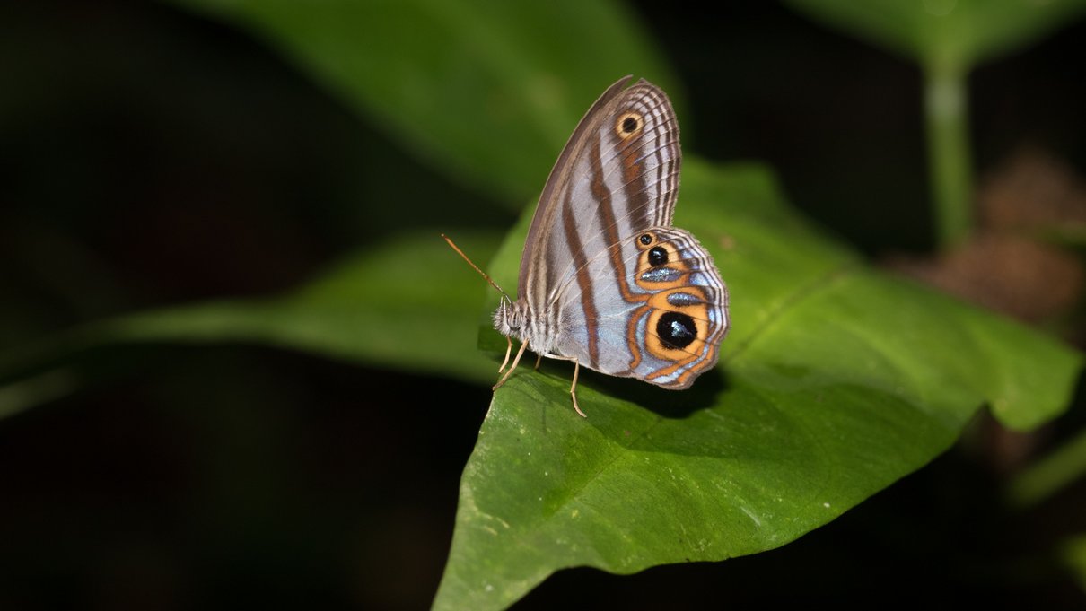 Schmetterling sitzt auf einem grünen Blatt