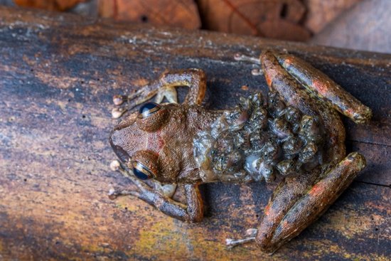 Cryptobatrachus boulengeri