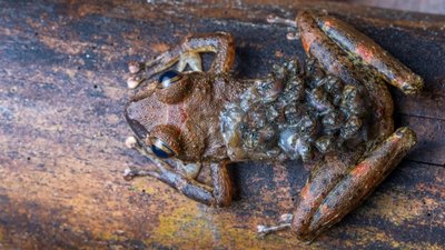 Cryptobatrachus boulengeri. Foto: © Jaime Culebras, Photo Wildlife Tours 