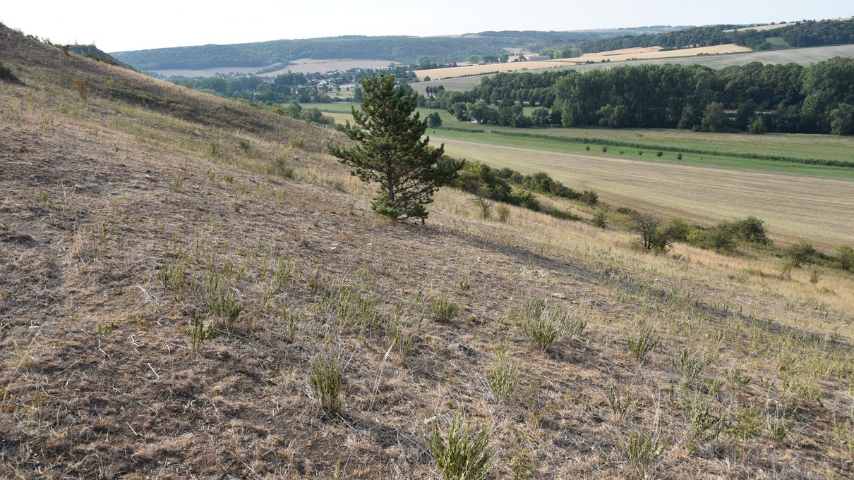 Am Ende der Dürre 2018 war die Vegetation desselben Trockenrasens (hier aus einer anderen Perspektive) zur gleichen Jahreszeit oberflächlich fast vollständig tot. Foto: Tim Meier