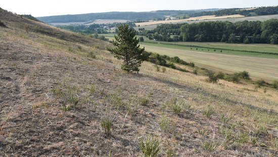 Am Ende der Dürre 2018 war die Vegetation desselben Trockenrasens (hier aus einer anderen Perspektive) zur gleichen Jahreszeit oberflächlich fast vollständig tot. Foto: Tim Meier
