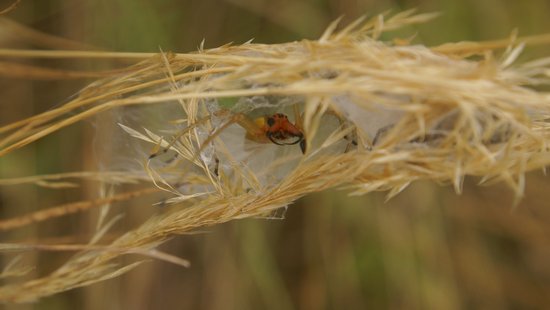 Der Ammen-Dornfinger gilt als die einzig giftige Spinne Deutschlands. Foto: Yannis Schöneberg