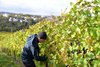 Weinlese 2021