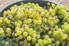 20161011 Weinlese sheilawerner 26