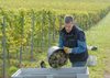 Weinlese 7