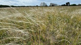 Federgras-Steppe Mainzer Sand mit Echtem Federgras (Stipa pennata). Foto: T. Becker