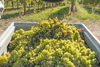 20161011 Weinlese sheilawerner 92