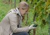 Weinlese 21