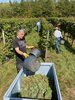 Weinlese_Gut Avelsbach