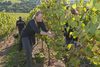 20161011 Weinlese sheilawerner 76