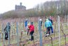 Rebschnitt bei Regen