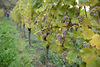 20151019 Weinlese sn 30