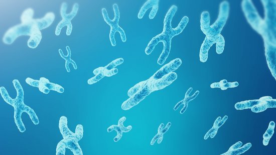 Chromosomen