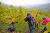 20151019 Weinlese sn 17