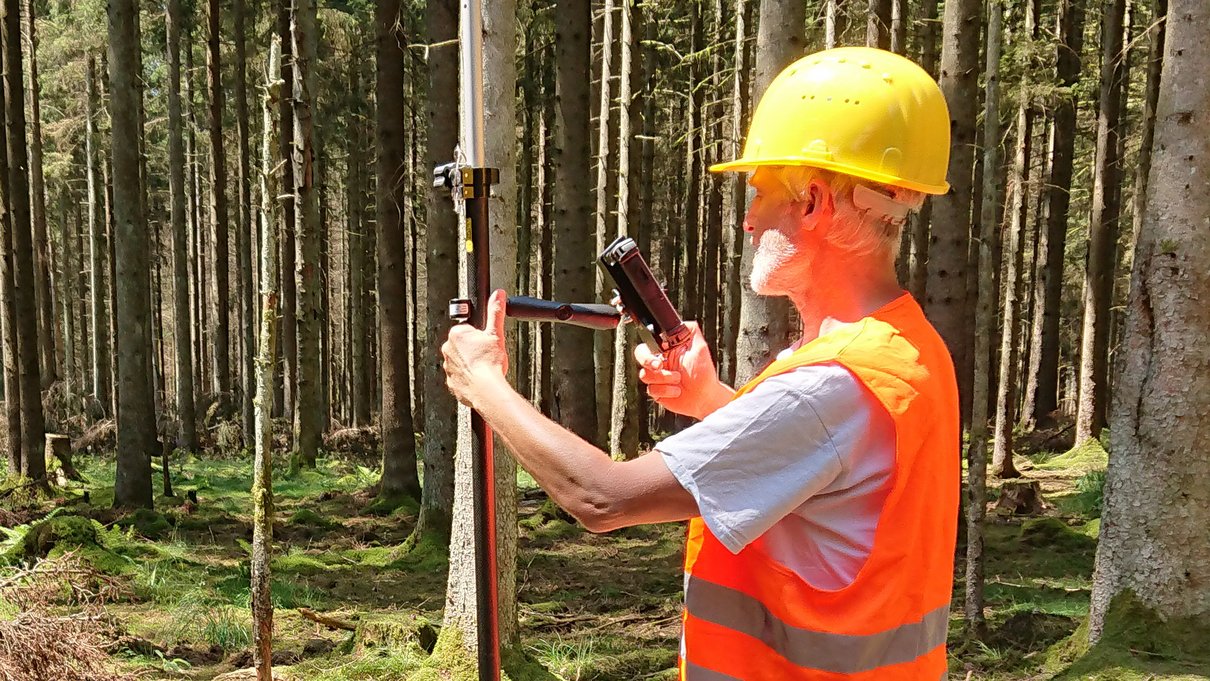 Positionsbestimmung an einer gerade gefällten und vom Borkenkäfer befallenen Fichte