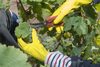 20161011 Weinlese sheilawerner 8