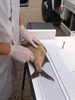 Messen des Fisches