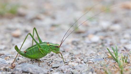 Die junge Laubholz-Säbelschrecke fällt durch ihre grüne Farbe mit schwarzen Punkten am ganzen Körper auf. Foto: Markus Sehnal