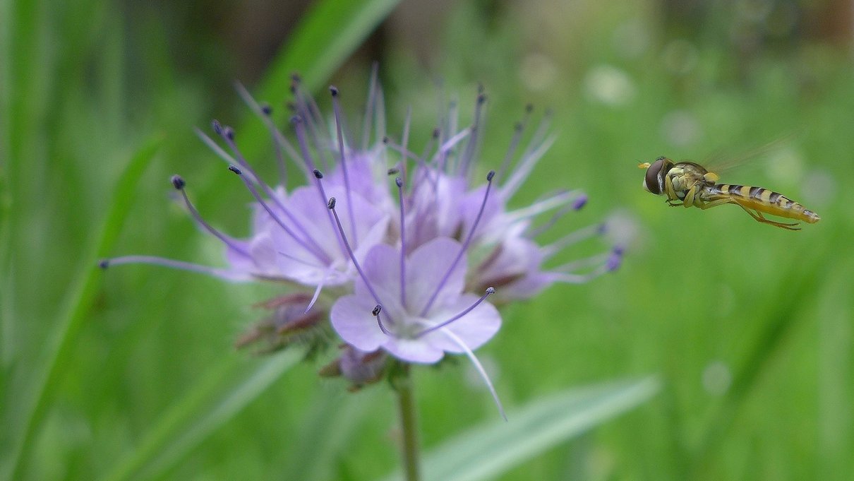Schwebfliegen sind Insekten, die bei der Bestäubung eine wichtige Rolle spielen. Foto: Willibald Lang 