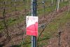 Die Weinruten bevor sie gebunden sind