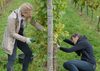 Weinlese 19