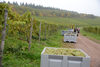 20151019 Weinlese sn 33