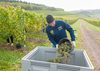Weinlese 2