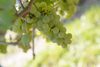20161011 Weinlese sheilawerner 15