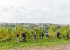 Weinlese 3