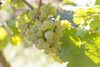 20161011 Weinlese sheilawerner 46