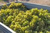 20161011 Weinlese sheilawerner 89