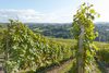 20161011 Weinlese sheilawerner 57