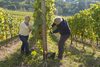 20161011 Weinlese sheilawerner 50