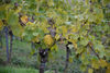 20151019 Weinlese sn 29