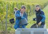 Weinlese 9