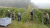 Totale: Helfer im Uni-Weinberg