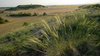 [Translate to Englisch:] Federgras-Steppe mit Pfriemengras (Stipa capillata) in Thüringen. Foto: T. Stephan