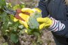 20161011 Weinlese sheilawerner 10