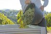 20161011 Weinlese sheilawerner 34