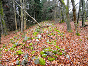 Allenbach Ringwall