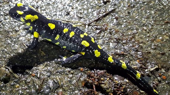 Salamander in der Eifel 