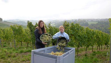 Zwei junge Frauen kippen im Uni-Weinberg geerntete Trauben in eine große Kiste