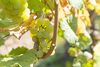 20161011 Weinlese sheilawerner 70